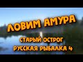 Ловим амура на старом остроге. Поднимаем уровень для поездки на оз. янтарное! Русская рыбалка 4.