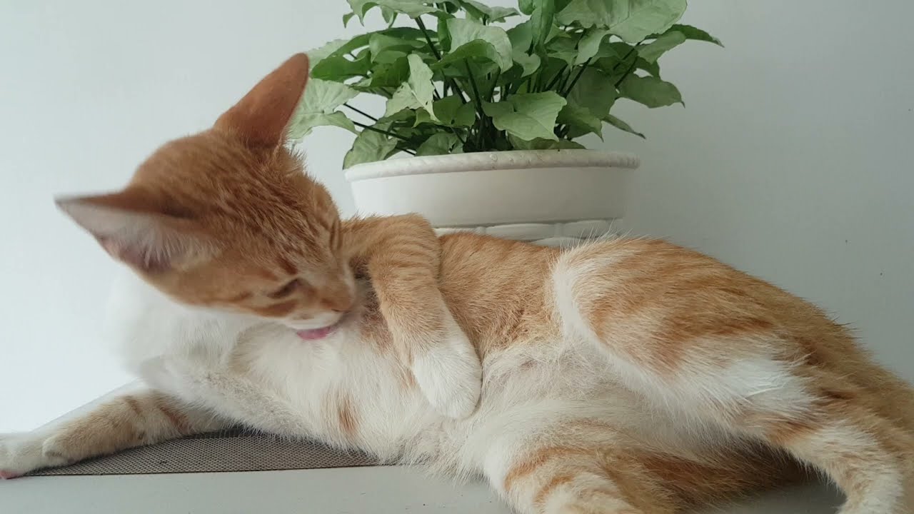 Cat Grooming Itself | Female Cat Grooming Herself