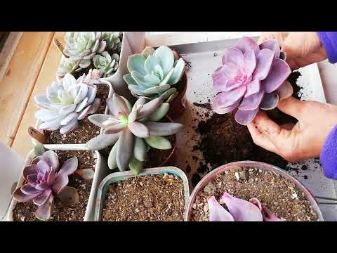 Video: Echeveria Etli Bitkiler – Arjantin Echeveria Bitki Bakımı Hakkında Bilgi Edinin