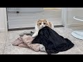 脱いだ服を床に放置すると秒で集まってくる猫が可愛すぎますw