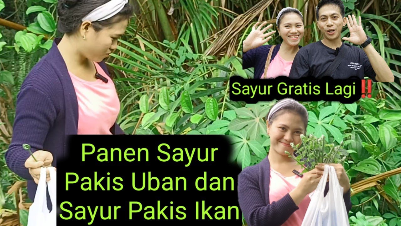Sayur Gratis Lagi‼️ Panen Sayur Pakis Uban dan Sayur Pakis Ikan