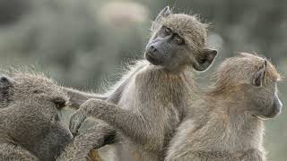 Baboon Bonanza: Unveiling the World of Baboon Monkeys! #explore #amazingfacts #animals #wildlife