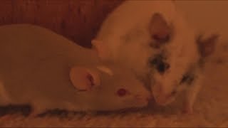 Spending Time with the Mousies Uncut (well mostly)
