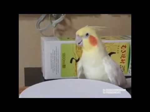 bird-goes-heavy-hardcore