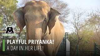 Playful Priyanka And A Day In Her Life!