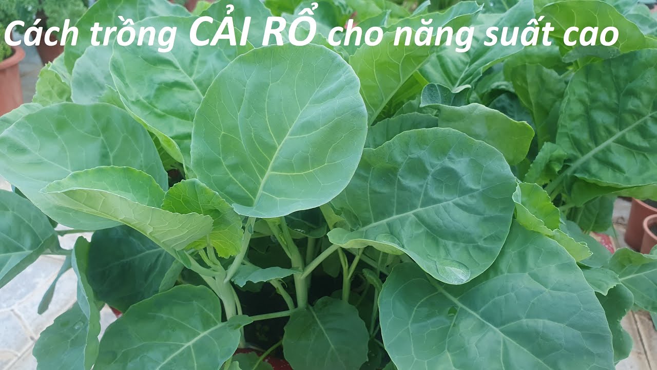 Cải rổ trồng chậu cho năng suất sao - YouTube
