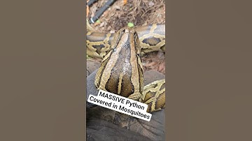 CRAZY MOSQUITOS! #python #snake #shorts #wildlife #nature #dangerous #herping #crazy #florida #bite