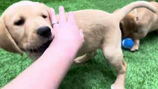 Golden Labradoodle Puppies - 1