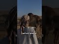 عشنا في خديعه زيف اوهام شعر ليبي جميل 