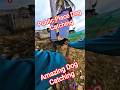 Amazing Dog Catch #dog #baby #dogwithpublicsafety #ytviral #shorts
