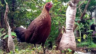 tiếng gà mái rừng kêu gọi trống cực chuẩn mới nhất | Hoàng Thắng