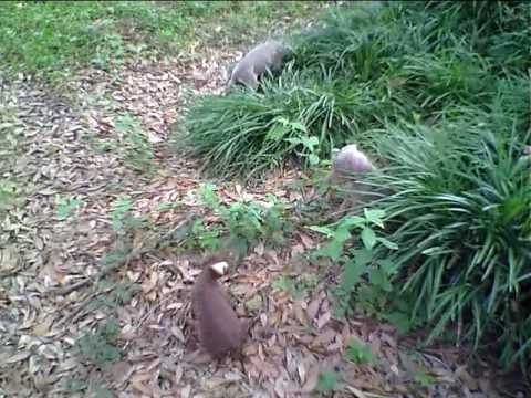 puppies tallahassee doberman puppies in tallahassee florida 2 funnydog tv puppies tallahassee doberman puppies in tallahassee florida 2 funnydog tv