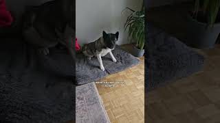 Yukas normales Leben ❤ #tauberhund #Hunde #akita #shorts #hundetraining