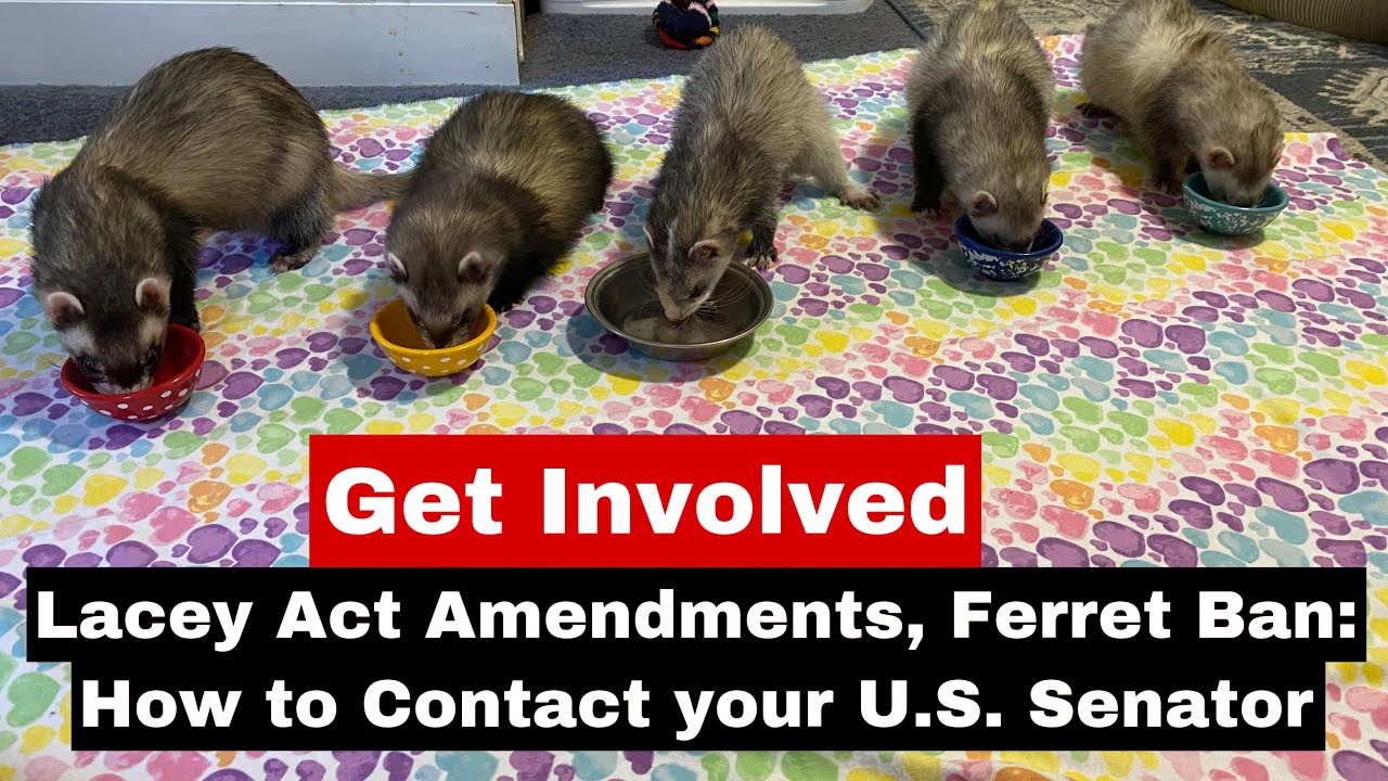 Lacey Act Amendments, Ferret Ban: How to Contact your U.S. Senator (edited)