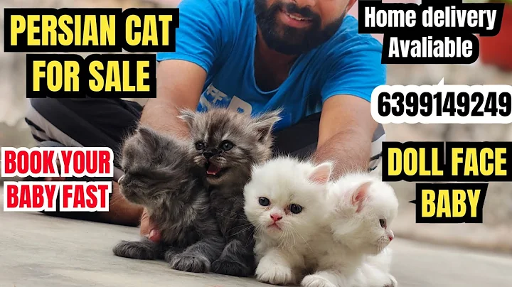 Video 8609441: persiancat persiankitten, persian catlover cutecat, persian cat cutecat, persian cat show quality