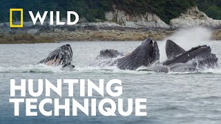 The Bubbling Feeding Effect | Dr. Oakley, Yukon Vet | National Geographic  WILD UK