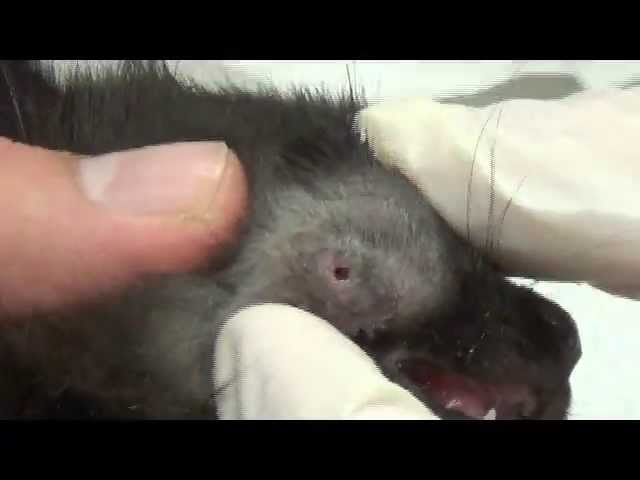 Cuterebra Fly Larva Removal Youtube Cuterebra Fly Larva Removal Youtube