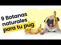 9 snaks naturales para tu perro pug