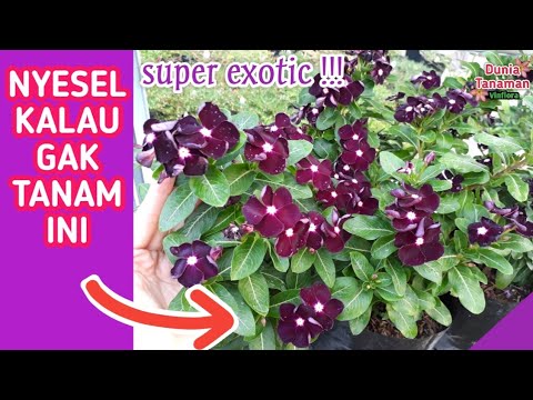 Video: Apakah vinca periwinkle abadi?