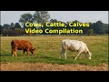 4k cows calves cattle compilation with children songmusic