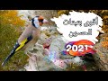 أفضل 7 بتبتات الحسون🐦ضرورية للتحفيز على التغريد🎶