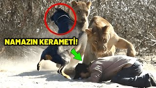 Adam Yolda Namaz Kılarken Bir Aslanın Saldırısına Uğrayınca Dünyayı Sarsan Bir Mucize Gerçekleşti