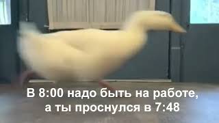 В 8:00 Надо Быть На Работе, А Ты Проснулся В 7:48 😂😂😂