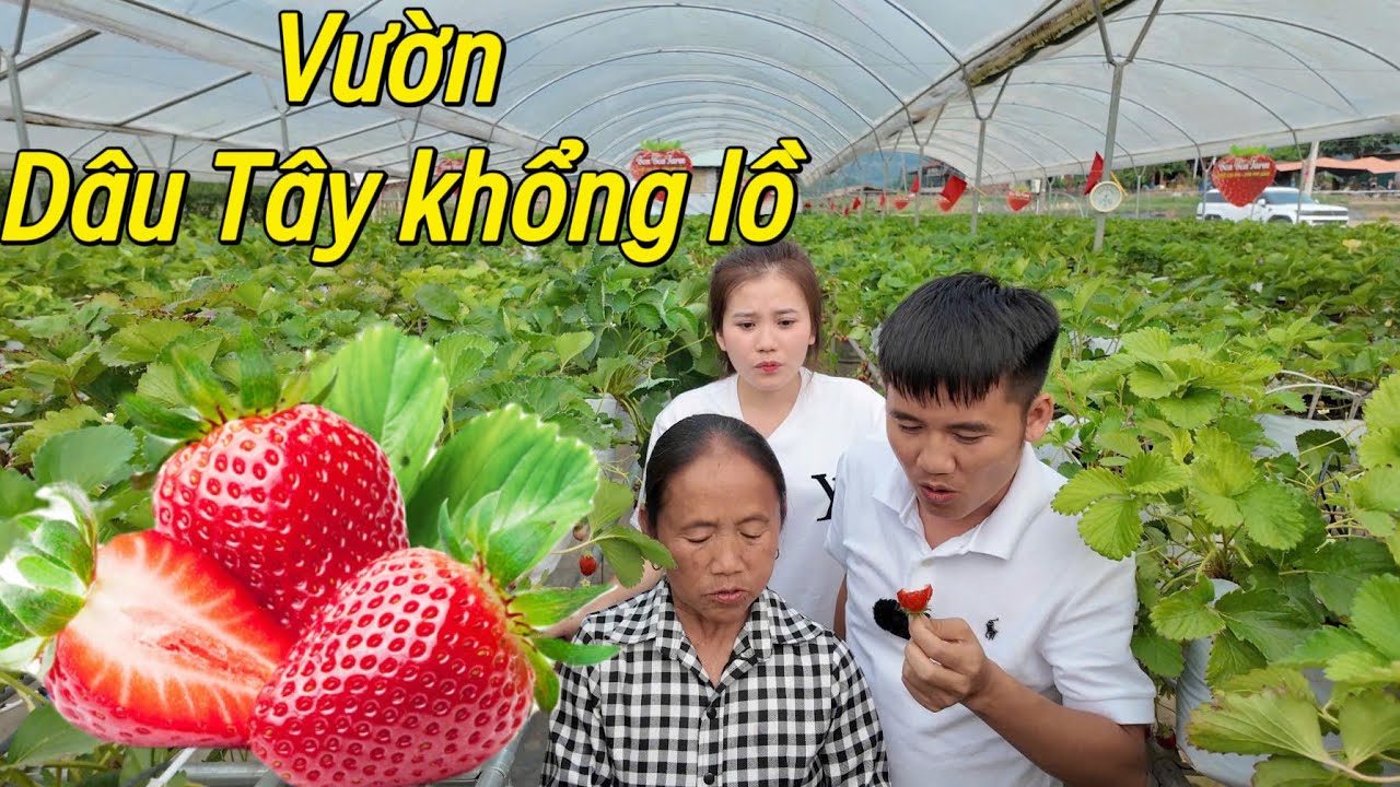 Cùng mẹ Bà Tân Vlogs trải nghiệm vườn Dâu Tây khổng lồ.