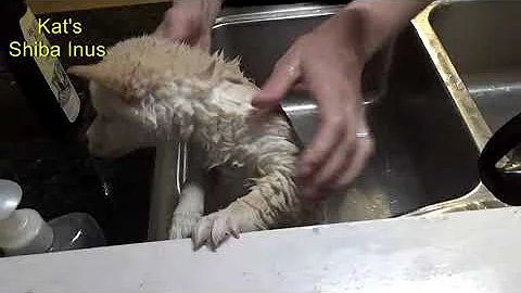 Shiba Inu puppy Loki surprises us during first bath