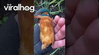 Kind Woman Gently Removes a Kingfisher From Her Kitchen || ViralHog