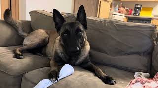 Sock bandit