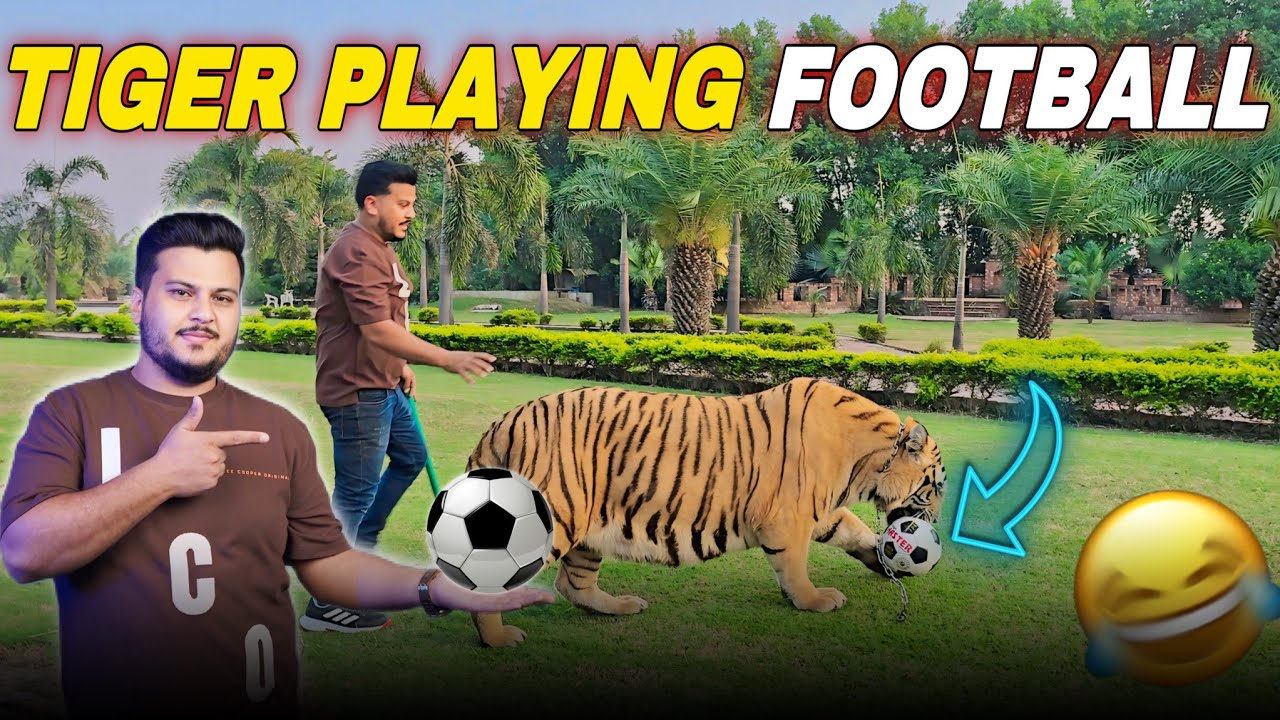 Tiger k Sath Football Khelna Mehnga Parh Gya 😭 Tiger ny Attack kr Dia | Nouman Hassan