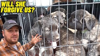 We Had To Take The GUARD DOG PUPPIES From Their Mom! by Hidden Heights Farm 61,305 views 1 month ago 37 minutes