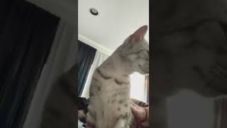 My cat and I discuss summer vacation plans by MyEgyptianMau 233 views 2 years ago 1 minute, 49 seconds