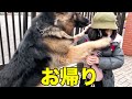 お帰り！待ってたよ♪シェパードマックお迎えGSD【VLOG】