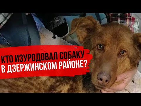 Кто изуродовал собаку в Дзержинском районе?