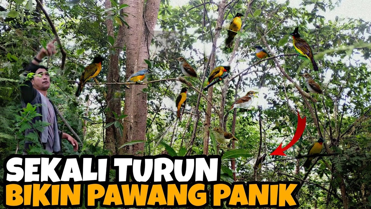 MURAI TERMAHAL DATANG SAAT MIKAT KUTILANG EMAS MENGGUNAKAN SUARA PIKAT