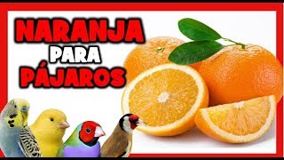 Orange for canaries and birds 🐤  Fruits and vegetables for birds screenshot 3