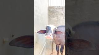 ❤️#niliravi #1000subscriber #3millionviews #farming #pindwale #from