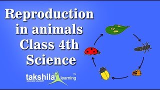 Reproduction in animals| CBSE Class4 Science Online/Offline Classes | CBSE Syllabus |NCERT Solution Reproduction in animals| CBSE Class4 Science Online/Offline Classes | CBSE Syllabus |NCERT Solution