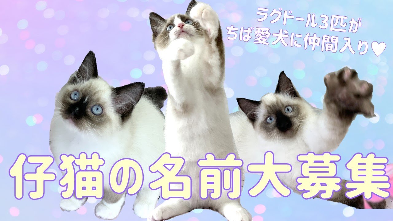 仔猫の名前大募集 Youtube