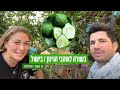 קפיר ליים קצת הסבר על הצמח קפיר ליים קצת הסבר על הצמח