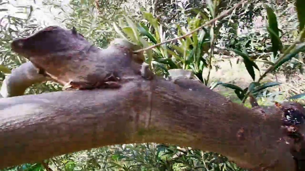 Potatura dell'ulivo a vaso. Facile facile.