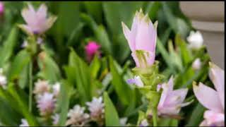 Cuidado y Cultivo de la Curcuma alismatifolia - planta de interior - thptnganamst.edu.vn