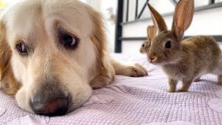 What does Baby Bunnies do when the Golden Retriever is Sad