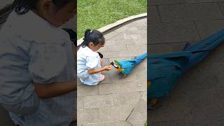 makan kamu saja, dia tadi gak mau #cutekids #playandlearn #feeding #parrot #anaklucu #kakaktua