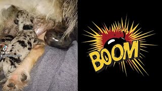 She POPPED!!!...Chizer Puppies...Chihuahua Schnauzer Mix