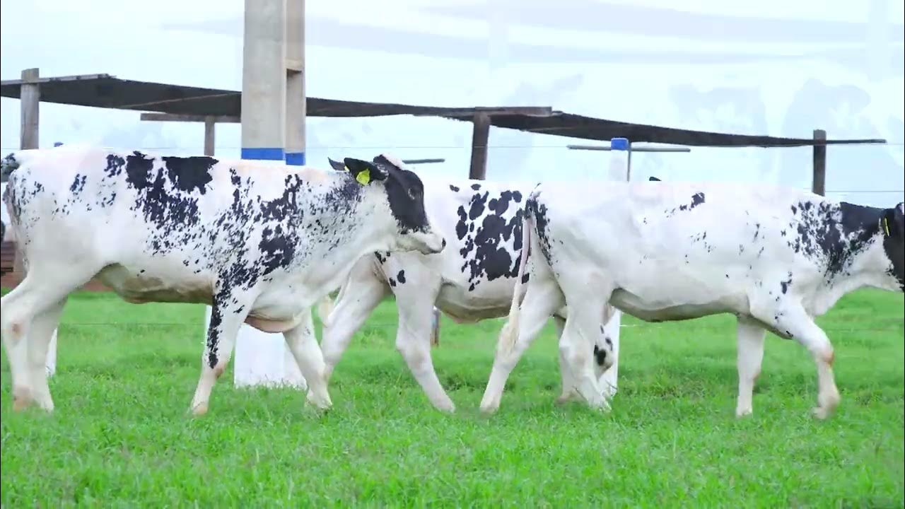 ci9784