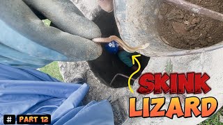 Drain Complaint 314 | Is this lizard poisonous ( The Snake's Aunt)