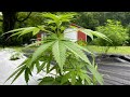 When to plant cannabis outdoors and when is it to late to plant